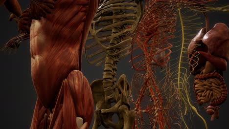 Animierte-3D-Illustration-Der-Menschlichen-Anatomie